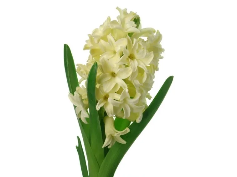 consegna fiori per fidanzamento-1