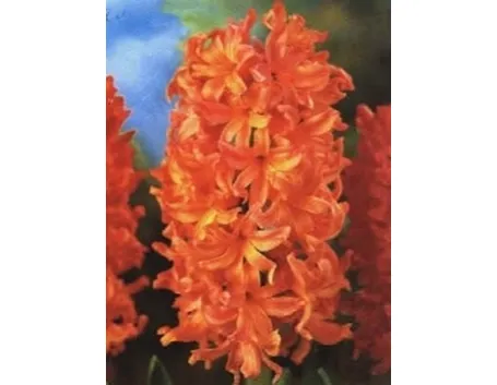consegna fiori per fiocco azzurro-1