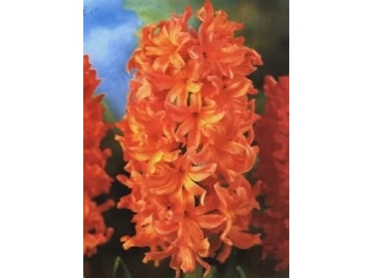 consegna fiori per fiocco azzurro-1