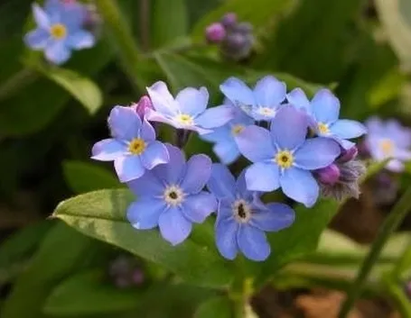 consegna fiori per fiocco azzurro-2
