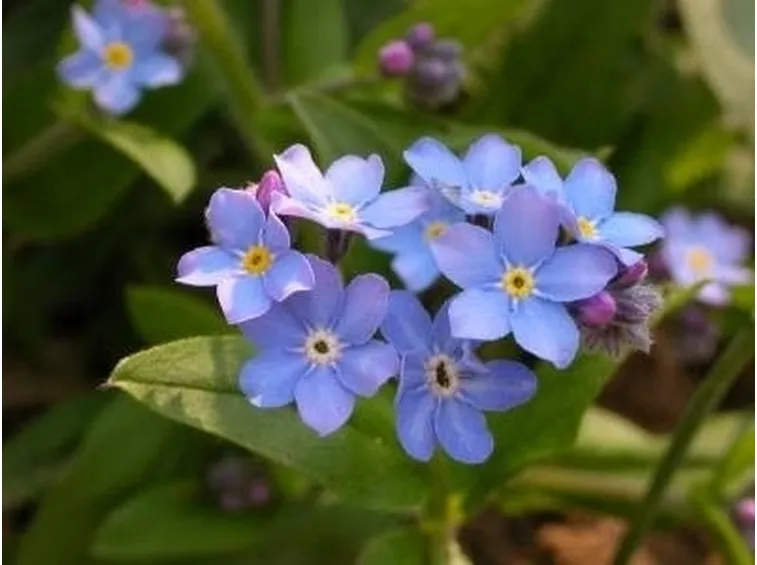 consegna fiori per fiocco azzurro-2