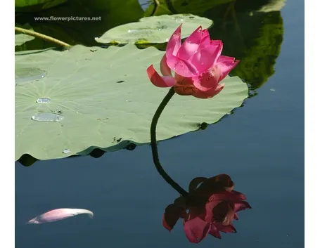 consegna fiori per fiocco azzurro