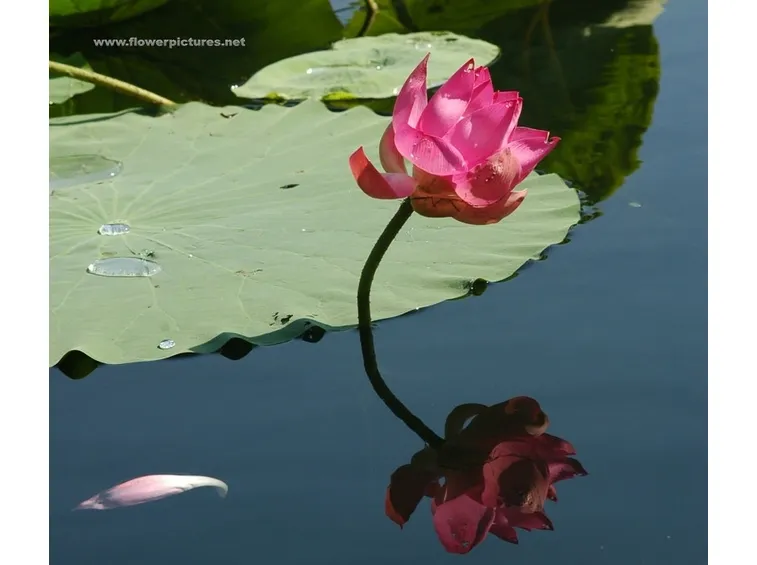 consegna fiori per fiocco azzurro