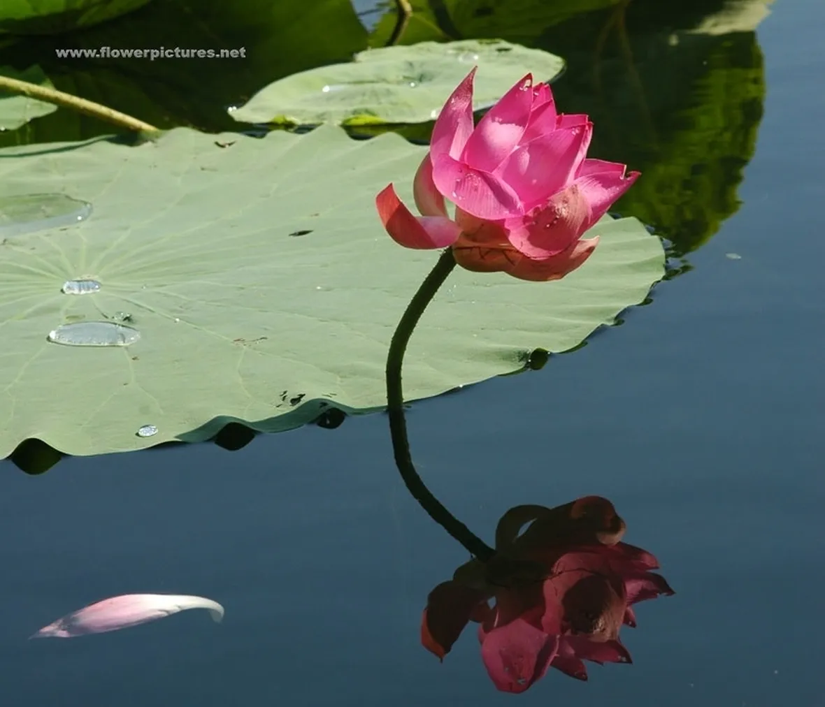 consegna fiori per fiocco azzurro