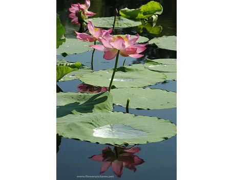 consegna fiori per fiocco rosa-1
