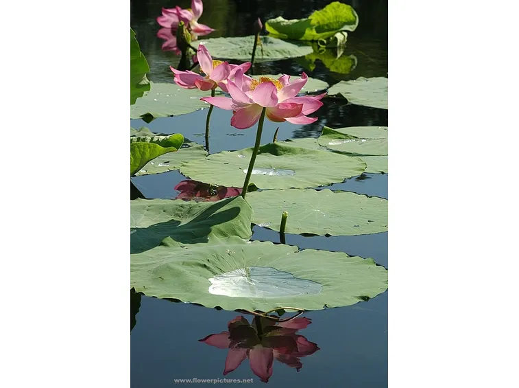 consegna fiori per fiocco rosa-1