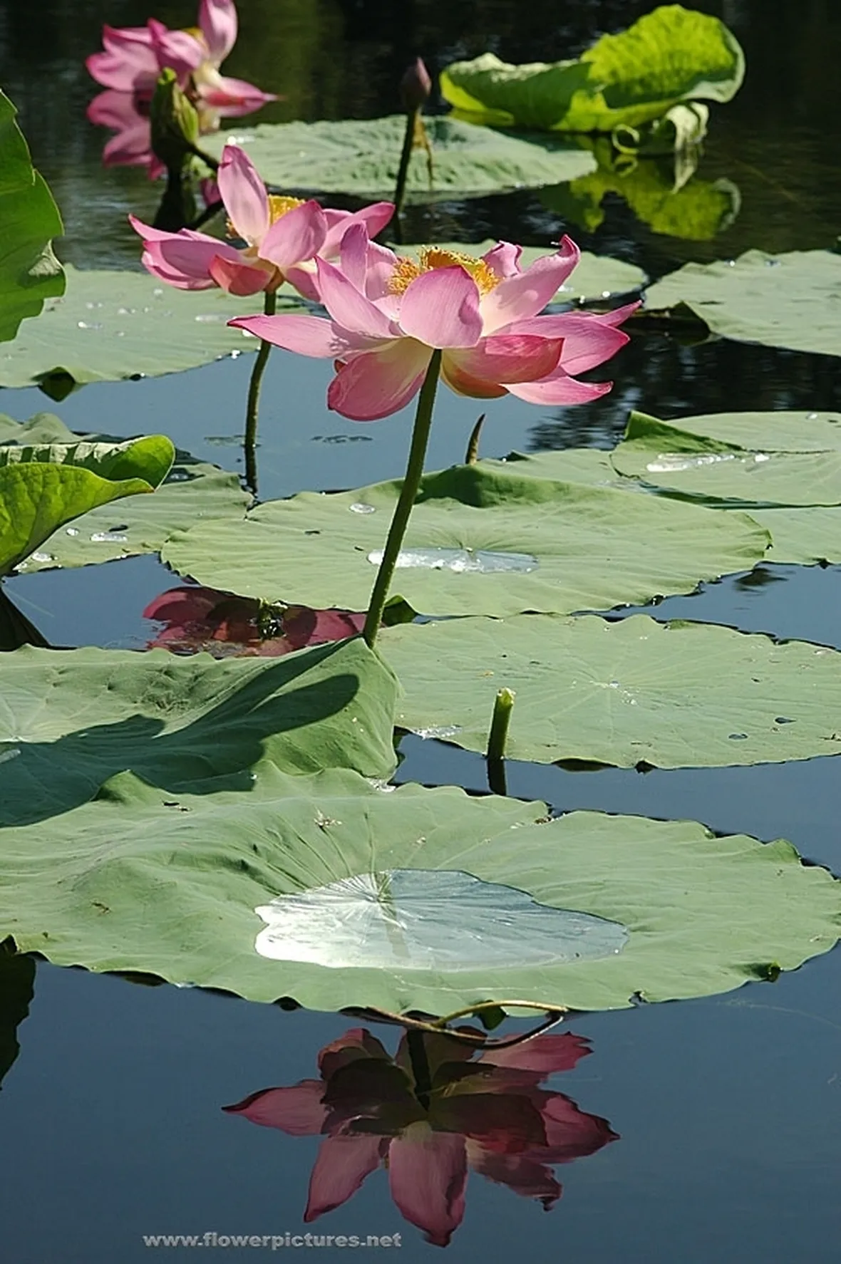 consegna fiori per fiocco rosa-1