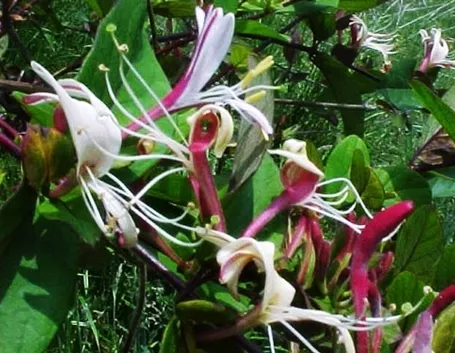 consegna fiori per fiocco rosa-2