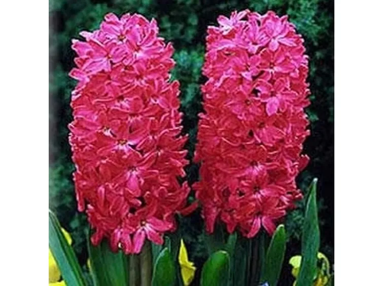 consegna fiori per fiocco rosa