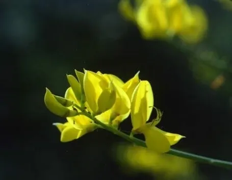 consegna fiori per laurea e diploma-3