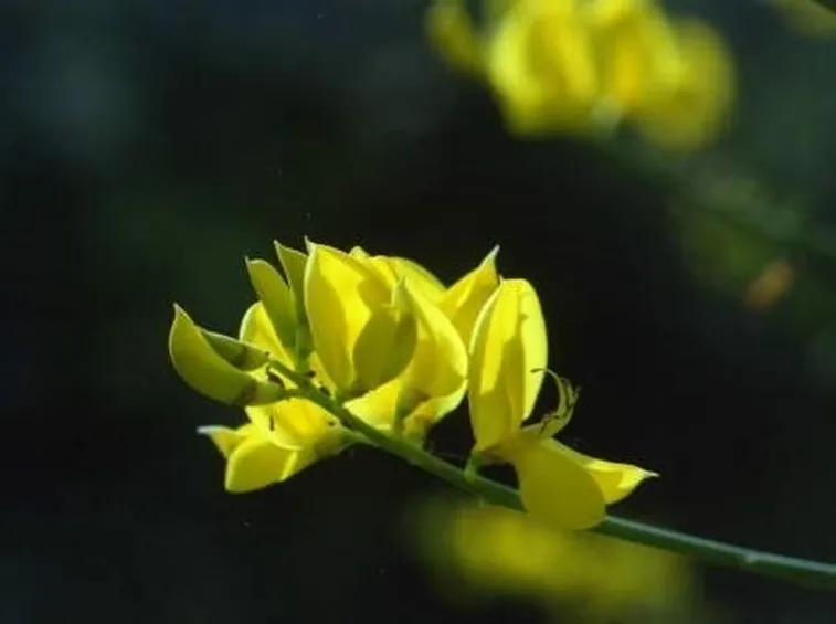 consegna fiori per laurea e diploma-3