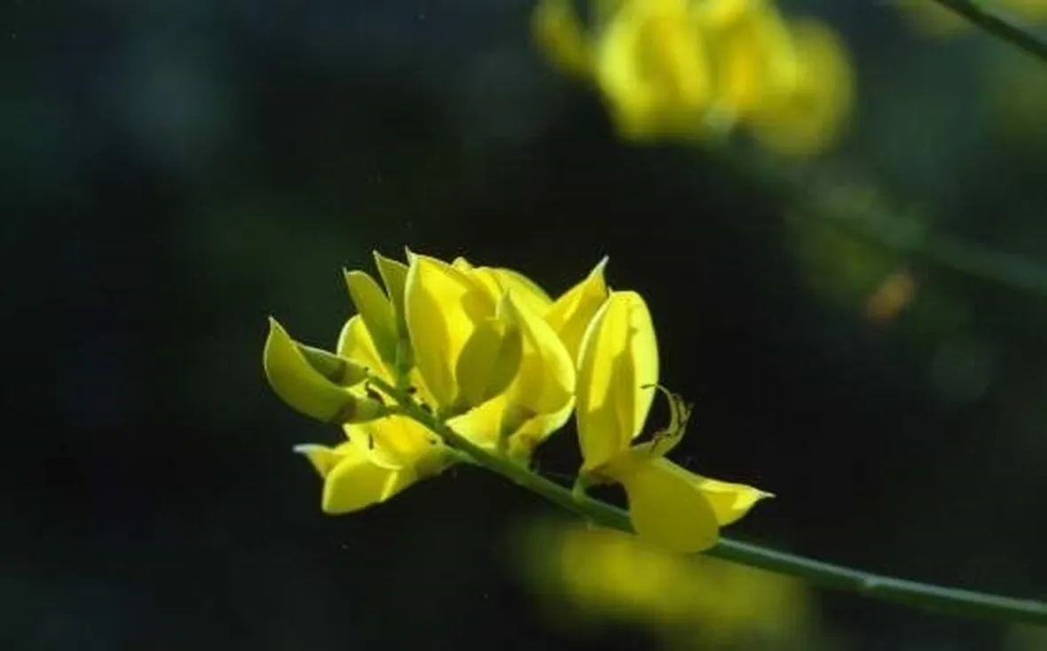 consegna fiori per laurea e diploma-3