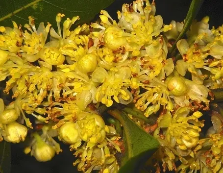 consegna fiori per laurea e diploma