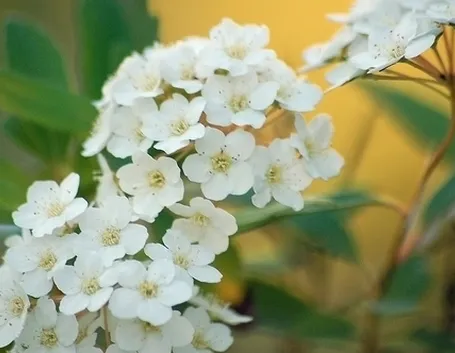 consegna fiori per lui-2