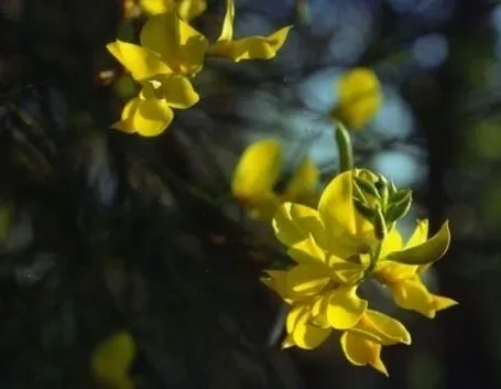 consegna fiori per lui-3