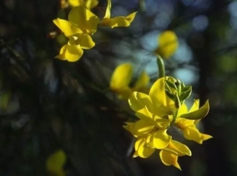 consegna fiori per lui-3