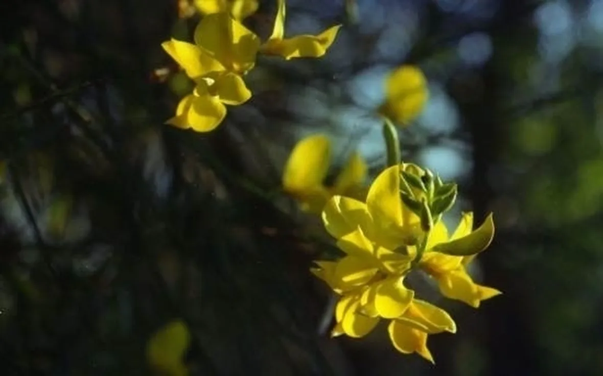 consegna fiori per lui-3