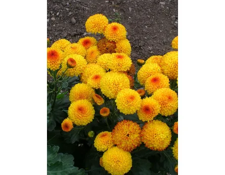 consegna fiori per lui