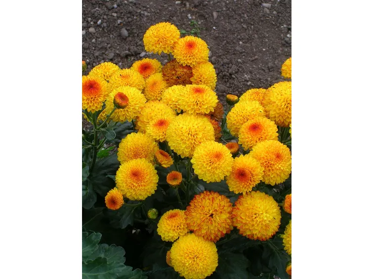 consegna fiori per lui
