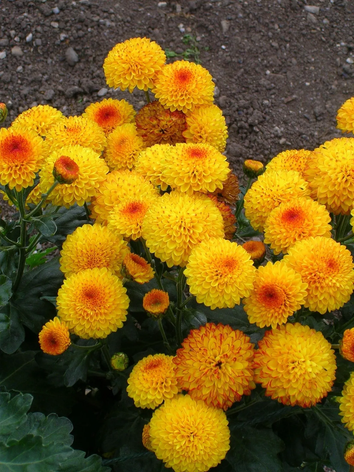 consegna fiori per lui