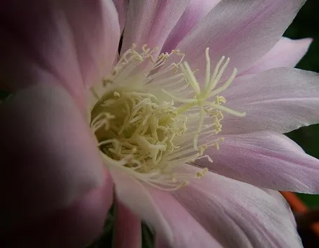 consegna fiori per lutto-2