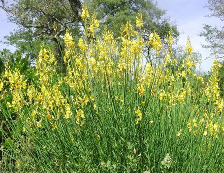 consegna fiori per lutto-3
