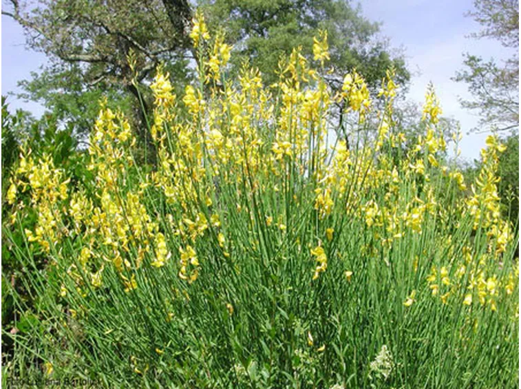 consegna fiori per lutto-3