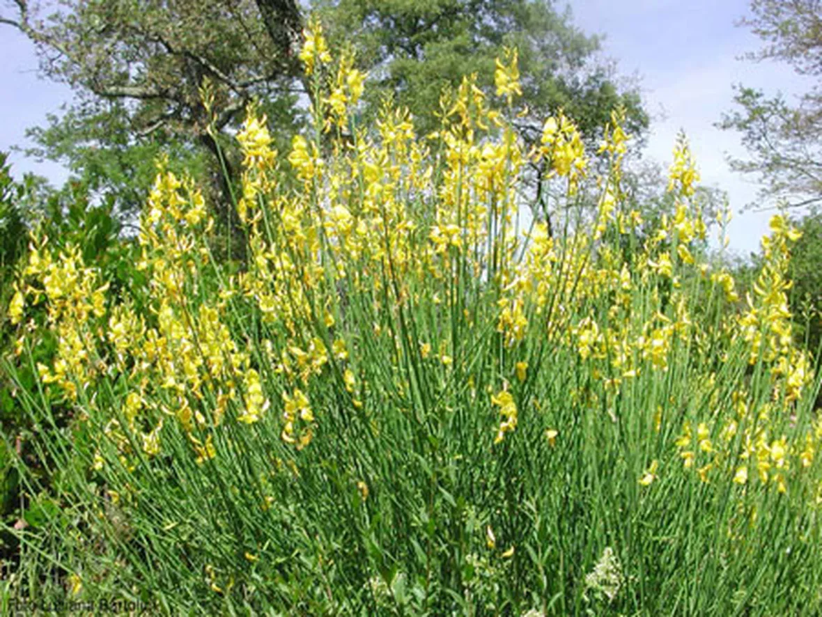 consegna fiori per lutto-3