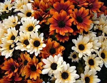 consegna fiori per lutto