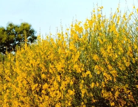 consegna fiori per maggiore et?-1