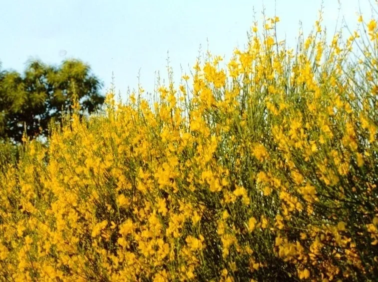 consegna fiori per maggiore et?-1