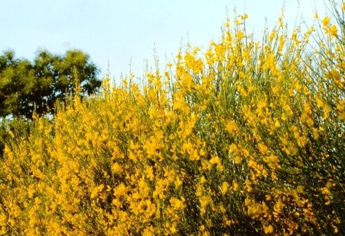 consegna fiori per maggiore et?-1