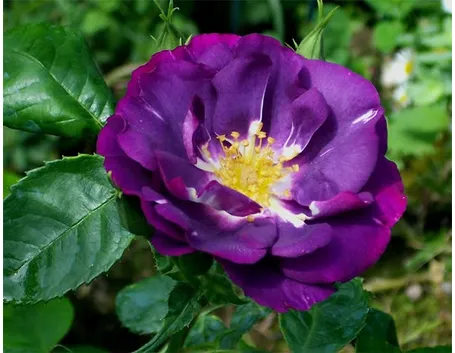 consegna fiori per maggiore et?