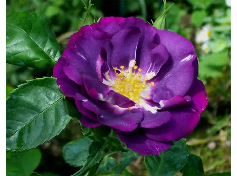 consegna fiori per maggiore et?