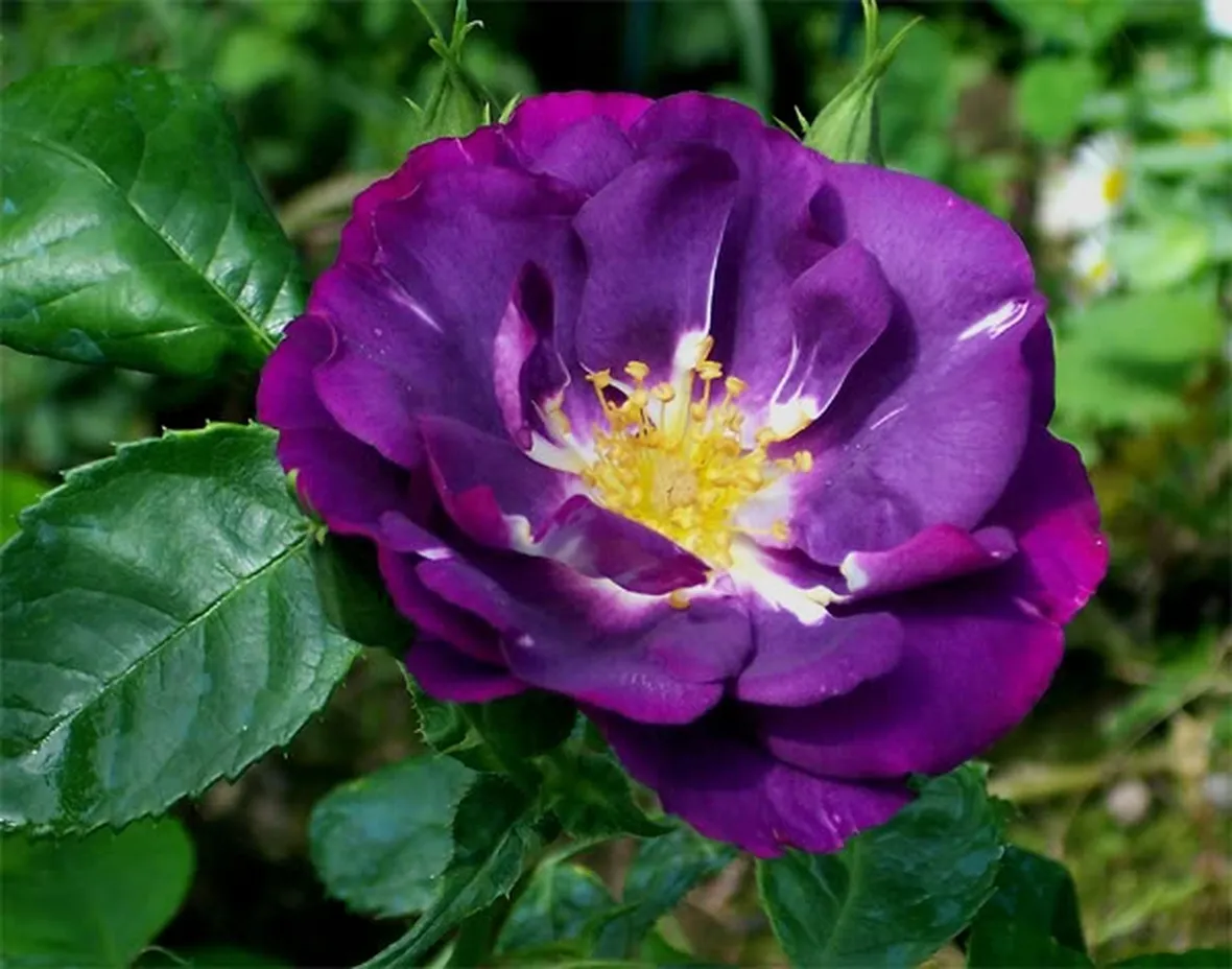 consegna fiori per maggiore et?
