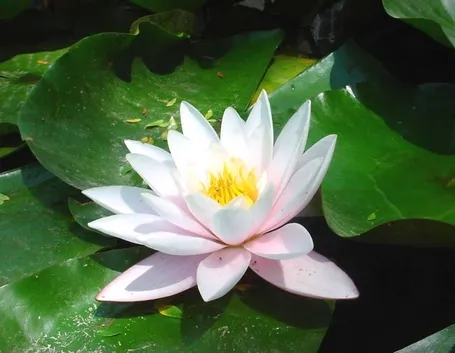 consegna fiori per maggiore età