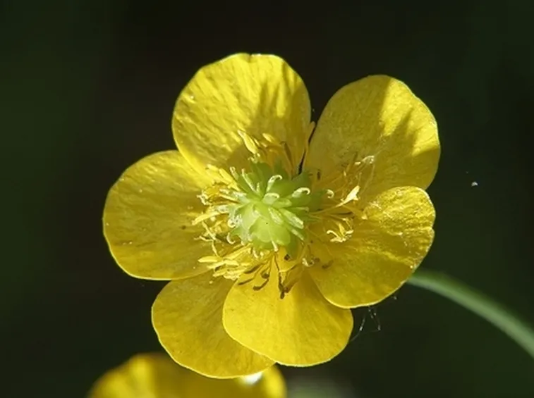 consegna fiori per maggiore eta