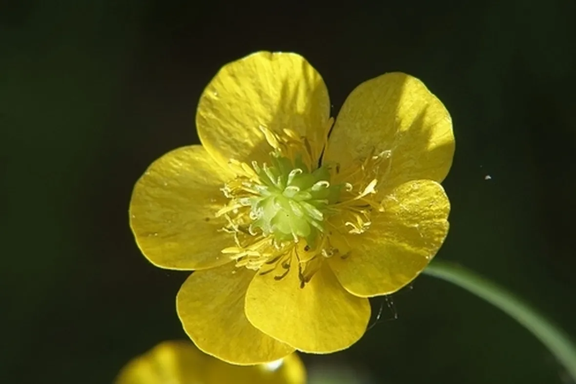 consegna fiori per maggiore eta