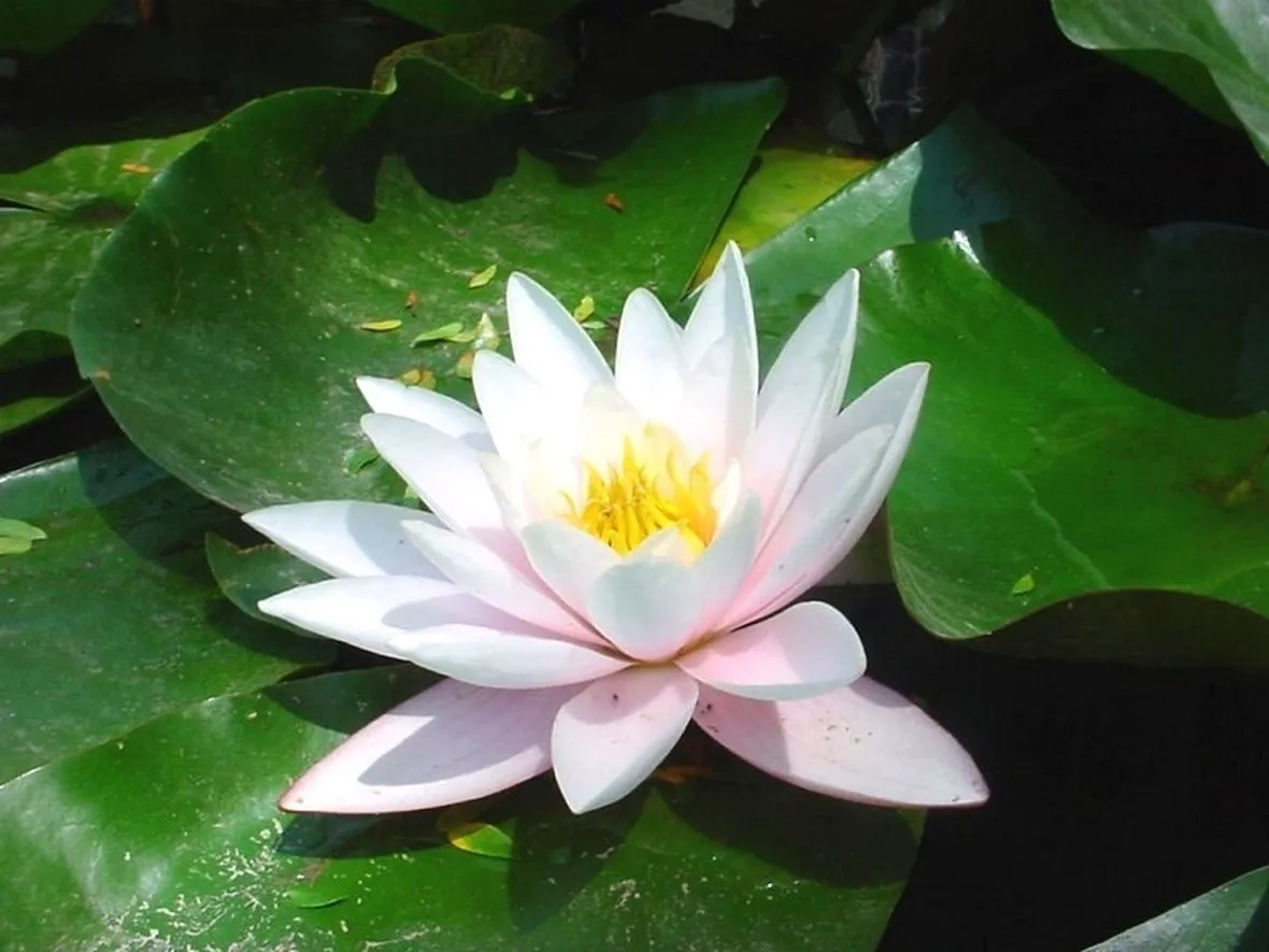 consegna fiori per maggiore età