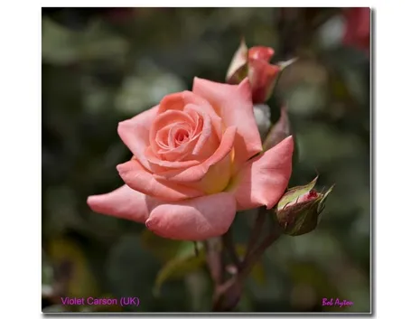 consegna fiori per matrimonio-2
