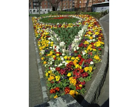 consegna fiori per mi dispiace-1