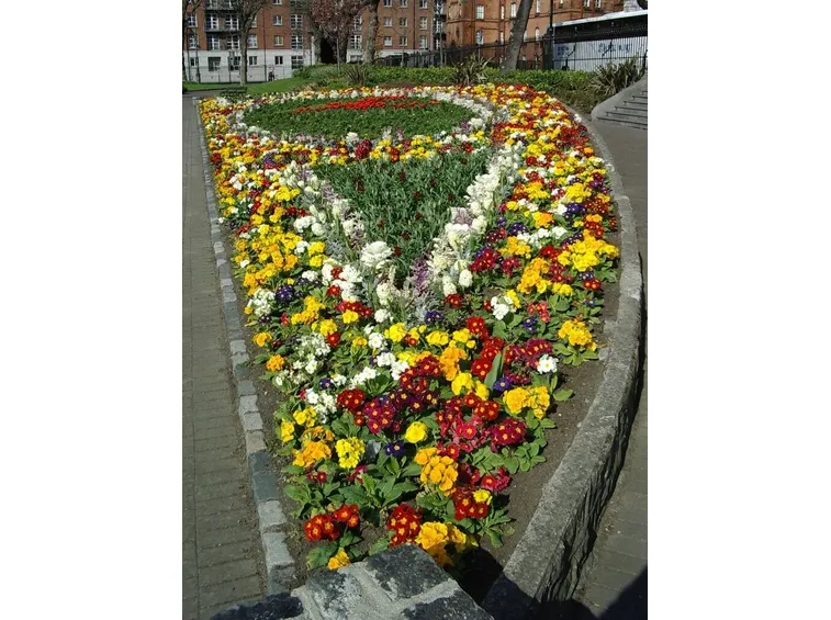 consegna fiori per mi dispiace-1