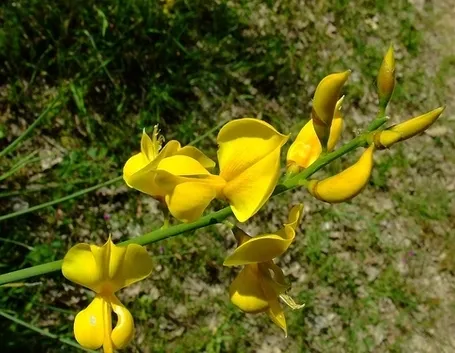 consegna fiori per mi dispiace