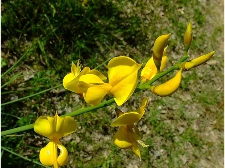 consegna fiori per mi dispiace
