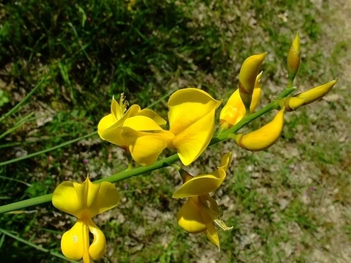 consegna fiori per mi dispiace
