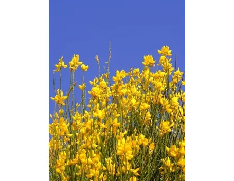 consegna fiori per nascita-3