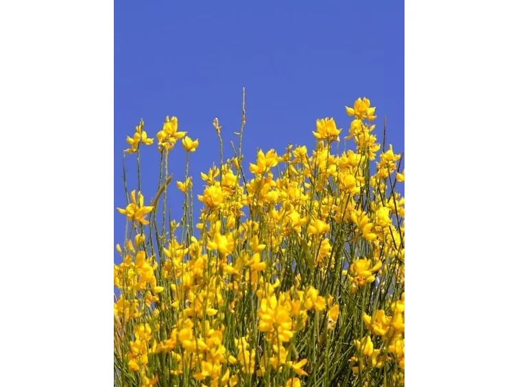 consegna fiori per nascita-3
