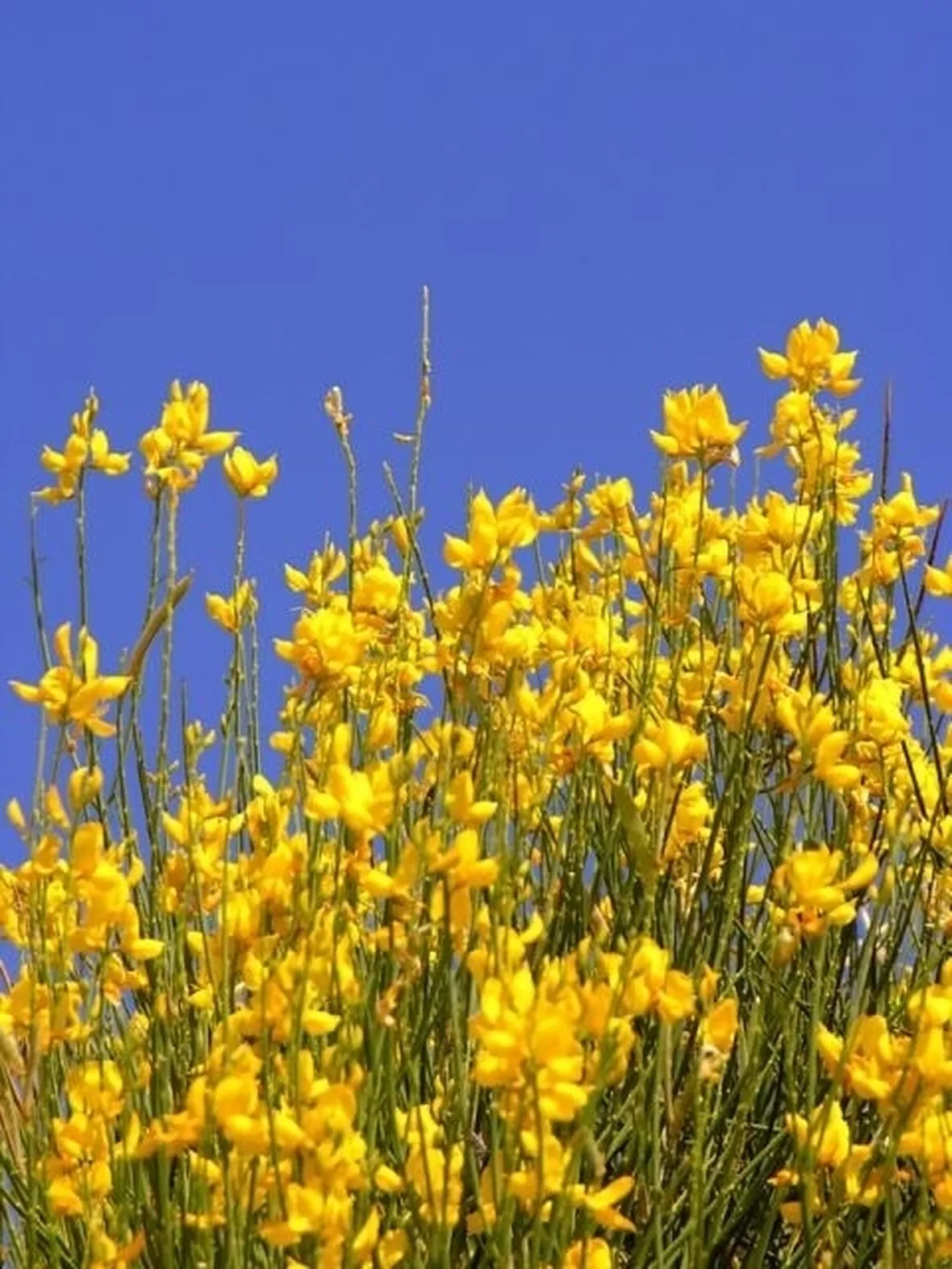 consegna fiori per nascita-3