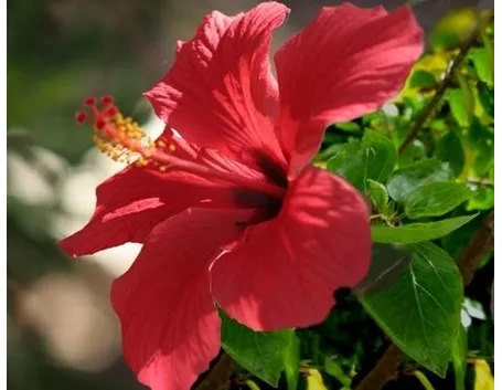 consegna fiori per nascita