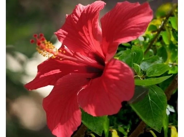 consegna fiori per nascita